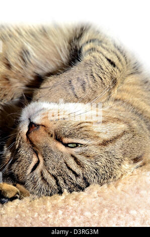 Une belle, Highland Lynx chat tigré gris Highlander (coloration classique) avec sa tête en avant prêt à faire une sieste. Banque D'Images