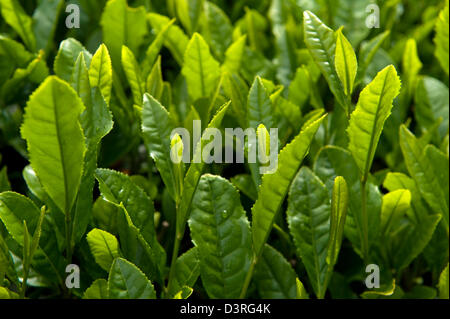 Feuilles de thé vert nouvelle fraîche sur un buisson de croître à une plantation dans chabatake Makinohara plateau domaines de la préfecture de Shizuoka, Japon Banque D'Images