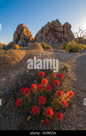 Indian Paintbrush fleurs des fleurs à des rocks Jumbo, Joshua Tree National Park en Californie. Banque D'Images
