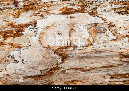 Close-up de bois pétrifié à Ginkgo Petrified Forest State Park, Washington. Banque D'Images