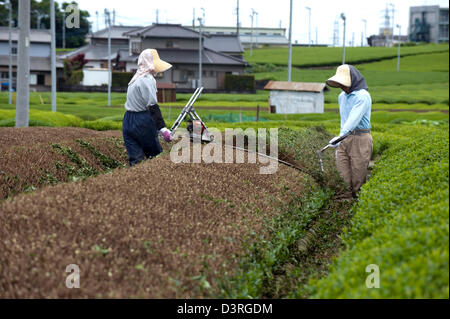 Deux agriculteurs de thé vert retour d'élagage des rangées de théiers sur une plantation dans le chabatake Makinohara champs de thé de Shizuoka Banque D'Images