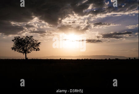 Les couchers de soleil sur la savane silhouetting un acacia. Parc national de Serengeti, Tanzanie Banque D'Images