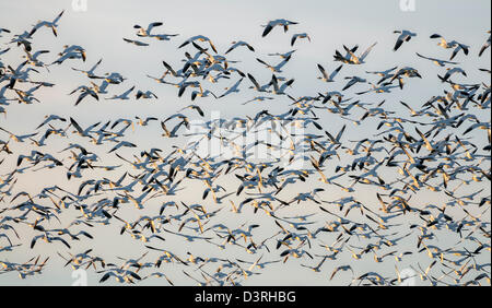 Des neiges en vol ; de la Skagit, Washington. Banque D'Images