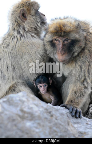 Macaques de Barbarie, Gibraltar Banque D'Images