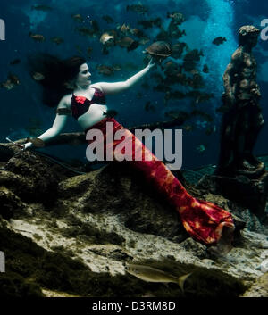 Spring Hill, Florida, US. Feb 23, 2013. Le Mermaid Show à Weeki Wachee Springs a été la base de ''old school'' tourisme Floride depuis 1947. Le théâtre sous-marin, qui détient plusieurs centaines d'invités, est la seule du genre dans le monde.(Image Crédit : Crédit : Brian Cahn/ZUMAPRESS.com/Alamy Live News) Banque D'Images