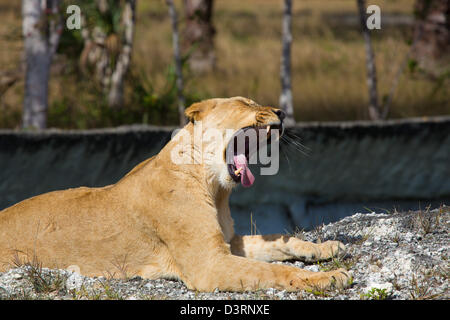 Le bâillement au Lion Zoo Miami Banque D'Images