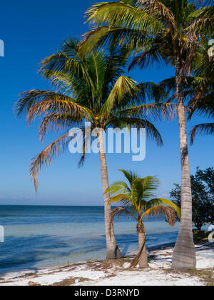 Palmiers dans Bokeelia sur l'extrémité nord de l'Île Pine en Floride Banque D'Images