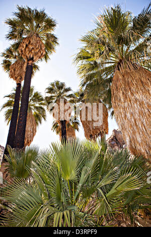 Fortynine Palms Oasis dans le désert de Mojave en dehors de Twentynine Palms, California. Banque D'Images