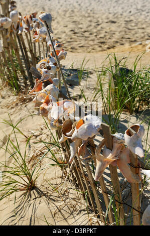 Clôture à Seashell Beach l'île de Nantucket, jetées, MA Banque D'Images