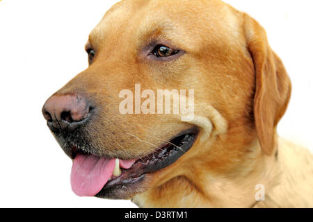 Tête portrait de chien Banque D'Images