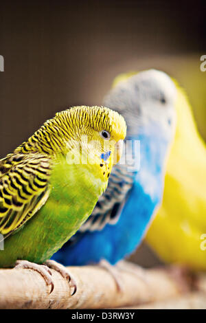 Budgie (Melopsittacus undulatus) Banque D'Images