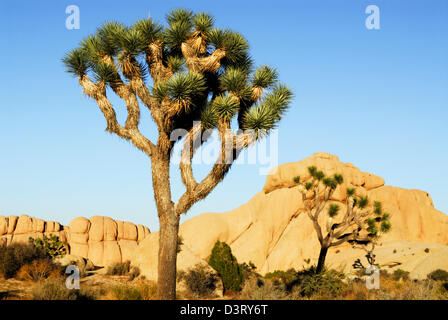 Joshua Trees et les rochers de granit dans la région de Jumbo Rocks, la fin de l'après-midi Banque D'Images