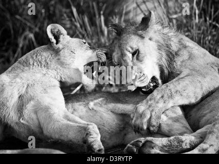 Les lions mâles et femelles, Phinda Game Reserve, Afrique du Sud Banque D'Images