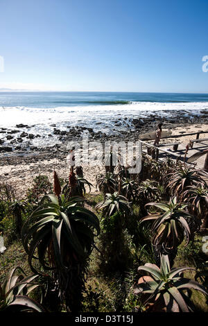 Femme debout avec une planche de surf à la recherche au surf à Jeffreys Bay, sur l'Océan Indien, Afrique du Sud Banque D'Images