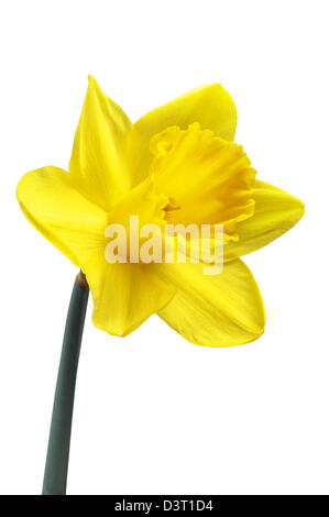 Jonquille - John Gollop Banque D'Images