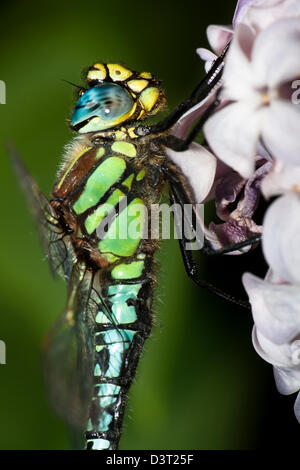 Close up image du profil d'un Hawker migrants dragonfly Banque D'Images