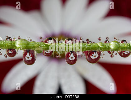 Plusieurs images d'un rayon réfracté daisy fleur en gouttes d'eau sur la tige d'une plante Banque D'Images