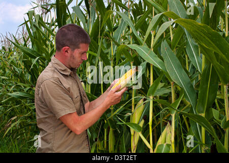 Farmer l'inspection de la récolte de maïs le maïs ou les années Banque D'Images