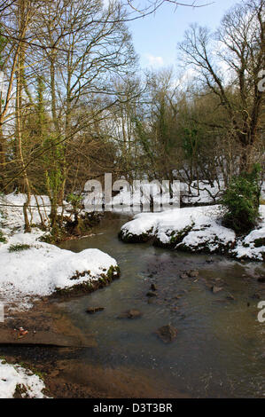Plessey Woods, Northumberland Banque D'Images