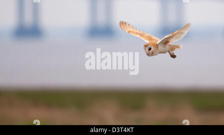 Wild Effraie des clochers Tyto alba chasse en plein jour au marais de sel avec le deuxième Severn Bridge en arrière-plan Banque D'Images