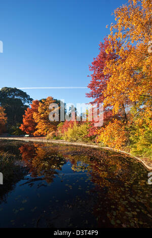 Couleurs d'automne au parc. Commonwealth Park, Canberra, Territoire de la capitale australienne (ACT), l'Australie Banque D'Images