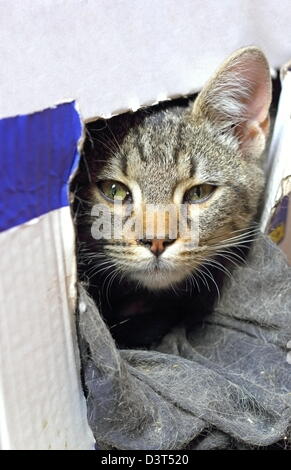 Portrait d'un petit chat caché dans la boîte en carton Banque D'Images