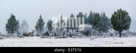 Elk mâle debout à la limite des arbres d'une forêt couverte de brouillard dans les Montagnes Rocheuses Banque D'Images