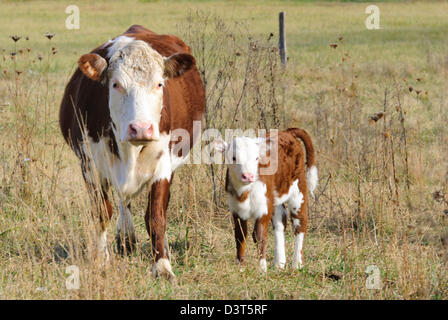 Veau et vache debout à l'extérieur dans les pâturages de la ferme, le bétail Hereford dans champ. Banque D'Images