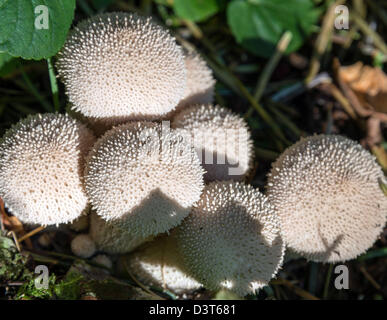 Champignons Puffball commun (Lycoperdon perlatum) Banque D'Images