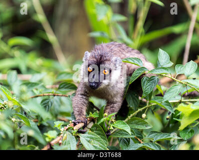 L'Eulemur fulvus lemur brun commun Madagascar Banque D'Images