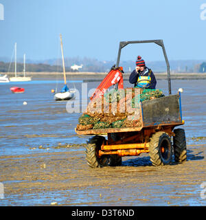 La récolte d'huîtres dans des sacs sur camion dumper sur le point d'être déplacé du bord de l'eau après le déchargement du bateau Banque D'Images