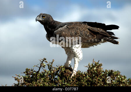 Aigle Martial, le plus grand des aigles africains, dans le parc de Tsavo Ouest Kenya, Afrique de l'Est. Banque D'Images