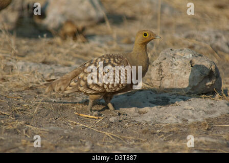 Ganga namaqua (namaqua Pterocles) dans le parc national d'Etosha, Namibie Banque D'Images