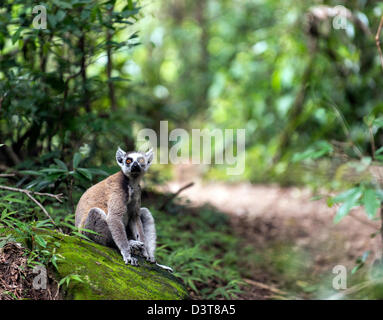 Les lémuriens à queue anneau (Lemur catta) sur le terrain du Parc National Isalo Madagascar Banque D'Images