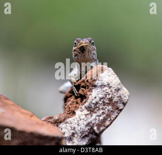 Trois-eyed lizard Chalaradon Madagascariensis Madagascar Banque D'Images