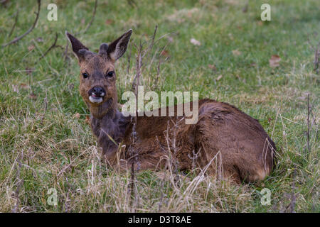 Le Chevreuil (Capreolus capreolus) couché dans l'herbe Banque D'Images