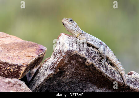 Trois-eyed lizard Chalaradon Madagascariensis Madagascar Banque D'Images