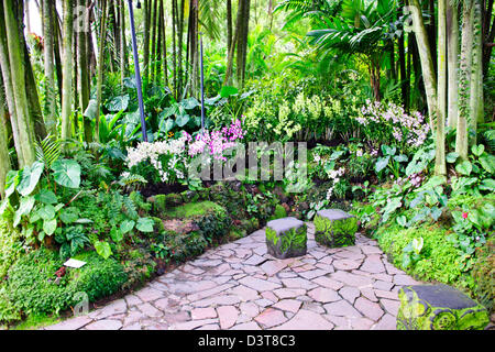 Orchid Garden National,Tan Hoon Siang Mist chambre,1 000 2 000 espèces et hybrides d'orchidées,Botanical Gardens,Singapour Banque D'Images
