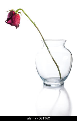 Un seul, le flétrissement, mourir rose dans un vase en verre simple réflexion sur la surface ci-dessous. Banque D'Images