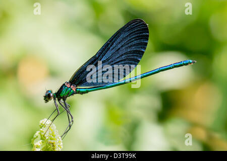 Libellule, Banded Demoiselle (Calopteryx splendens) Banque D'Images