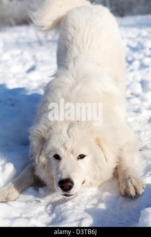 La Maremme ou l Portrait chien de patrouille sur la neige dans le jardin Banque D'Images