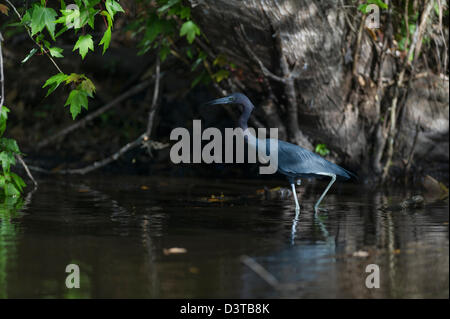 Un petit héron de la chasse sur les haines Creek River dans la région de Lake County Leesburg, en Floride. Banque D'Images