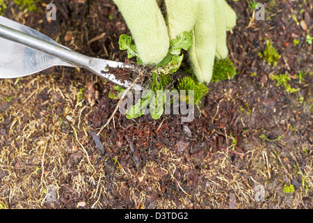 Photo horizontale de gloved hand holding avec plein de mauvaises herbes et de racines dans le sol a été supprimé Banque D'Images