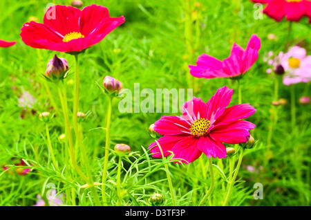 Fleurs Cosmos rouge Banque D'Images