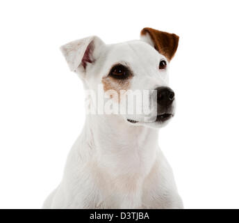 Jack Russell Terrier assis Banque D'Images