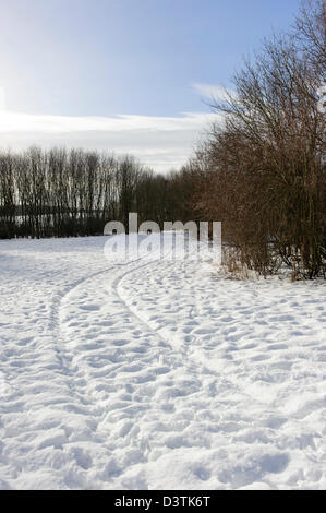 Plessey Woods, Northumberland Banque D'Images
