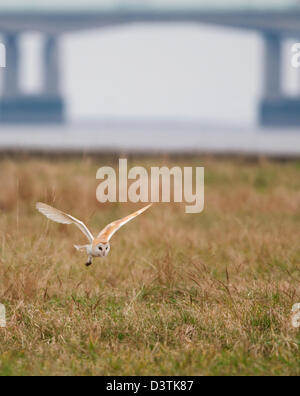 Wild Effraie des clochers Tyto alba chasse en plein jour au marais de sel avec le deuxième Severn Bridge en arrière-plan Banque D'Images