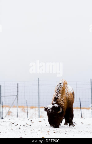 American Buffalo adultes debout dans la neige. Une fine couche de neige accents buffalo's face. Banque D'Images