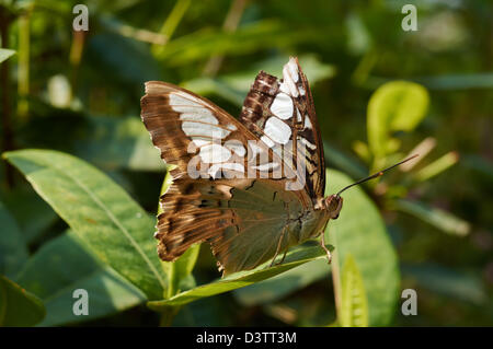 Clipper (Parthenos sylvia) se trouve sur une plante Banque D'Images