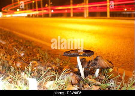 Voitures qui passent sur une nuit sombre avec trois champignons dans l'avant-plan Banque D'Images